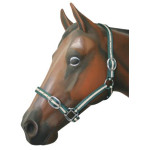 Web Halter 1  Pony Np