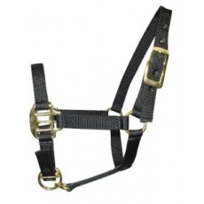 Foal Halter 3 Months Black