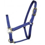 Foal Halter 5 Months