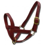 Cattle Halter Web Cow