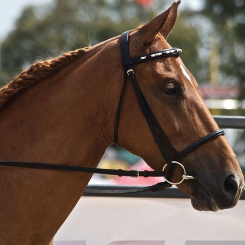 Top Hand Saddlery is Proudly Australian Owned.