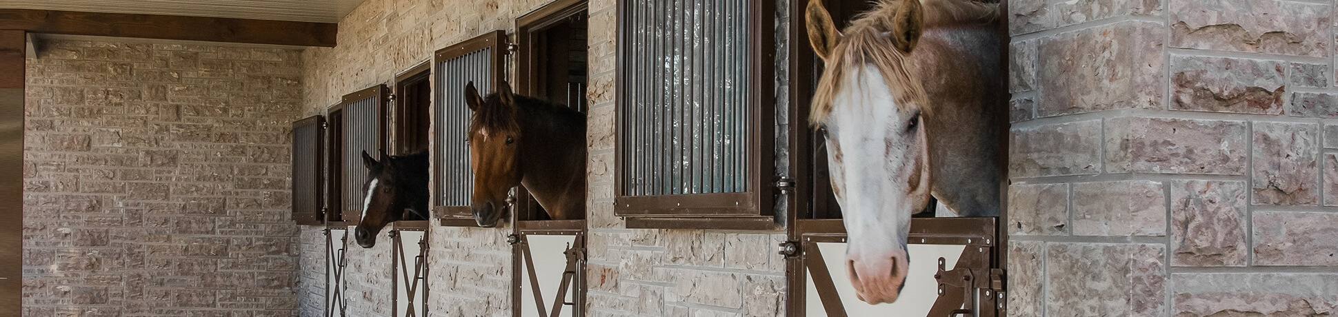 Horse5